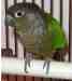 Conure Conure
