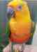 Conure