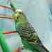 Parakeet