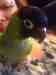 Conure