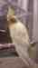 Cockatiel