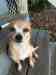 Dog Dog