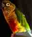 Conure