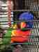 Lory / Lorikeet