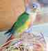 Conure