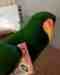 Eclectus