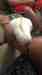 Cockatoo