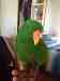 Eclectus