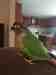 Conure