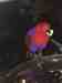 Eclectus