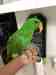 Eclectus