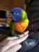 Lory / Lorikeet