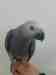 African Grey