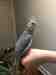 Cockatiel