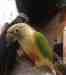 Conure