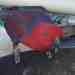 Eclectus