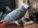 African Grey