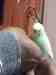 Parakeet