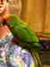 Conure