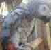 African Grey