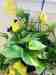 Parakeet