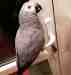 African Grey