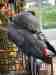 African Grey