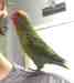 Lovebird