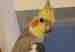Cockatiel