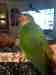 Conure