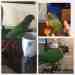 Conure