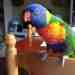 Lory / Lorikeet