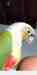 Conure