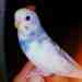 Parakeet