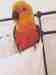 Conure