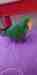 Eclectus