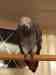 African Grey