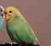 Budgerigar