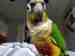 Conure