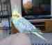 Cockatiel