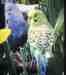 Budgerigar