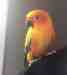 Conure