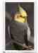 Cockatiel