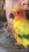 Conure