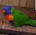 Lory / Lorikeet