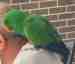 Eclectus