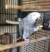 African Grey