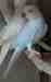 Indian Ringneck Parakeet
