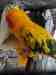 Conure