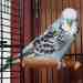 Budgerigar